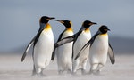 國王企鵝最大陣地恐失守，數目銳減近9成