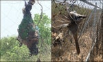 農民防「鳥害」卻成保育類殺手，環頸雉、紅尾伯勞被曬成「屍乾」