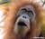 Orangutan-Tapanuli-Maxime-Aliaga2