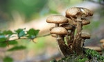 mushrooms-548360_1280
