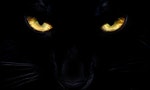 《驅魔師2》：最常用於傳遞詛咒的動物是蟾蜍或貓，尤其是後者