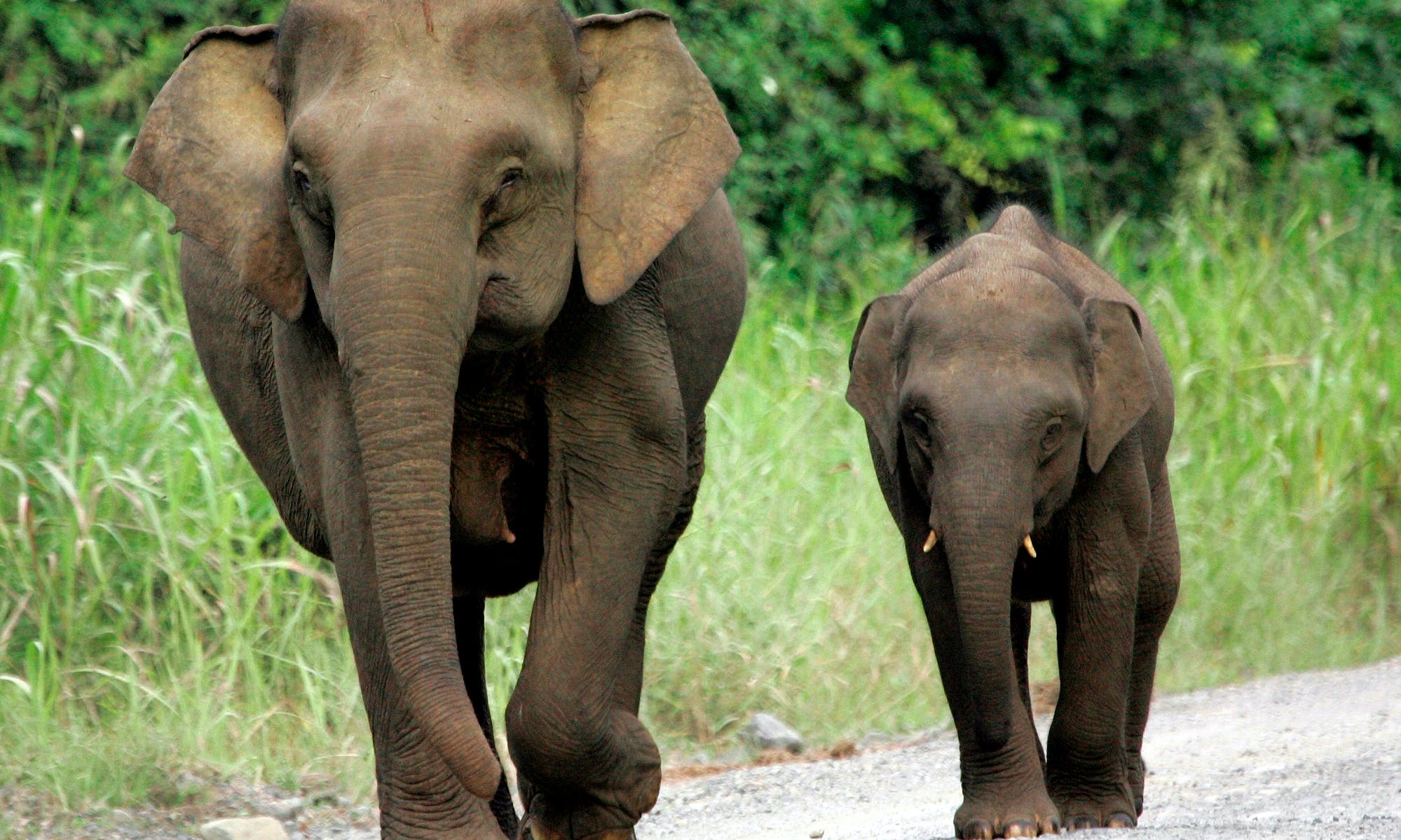 棲息地消失、盜獵者捕捉，婆羅洲侏儒象死亡數激增