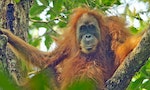 China's Belt and Road Might Endanger the World's Rarest Ape