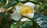 New Tea Plant Species Discovered in Vietnam Highlight Value of Biodiversity  