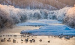 Group of Japanese cranes on river in frosty morning at sunrise on background of stunning scenery. Japan. Hokkaido. Tsurui. — Photo by GUDKOVANDREY