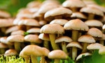 松茸 蘑菇 Macro of a bunch of edible mushrooms in the forest