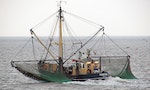 Global Fisheries Approaching Limit as Fleets Double Their Range, Study Finds 