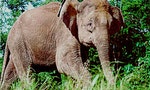 Borneo-elephant-PLoS_Biology