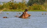hippo 河馬 動物