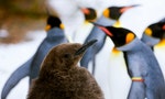 丹麥動物園同志企鵝求子心切，「綁架」鄰家寶寶