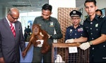 馬國海關查獲紅毛猩猩等400隻野生動物，三名印尼販運者恐面臨10年監禁
