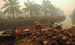 INDONESIA: Palm Oil Linked to Deforestation Remains on Store Shelves