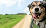A happy German Shepherd Mix breed dog is hanging is tounge out of his mouth with his ears blowing in the wind as he sticks his head out a moving and drving car window.