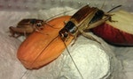 Crickets_feeding_on_carrot
