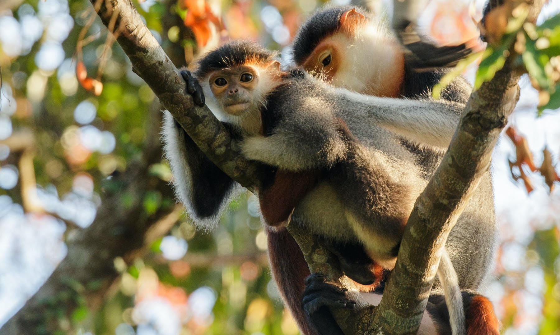 Hanging Out with Vietnam's Critically Endangered Primates