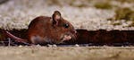 mouse_rodent_cute_mammal_nager_nature_an