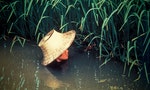 個人主義的東亞弔詭——稻米文化助長靈活自我
