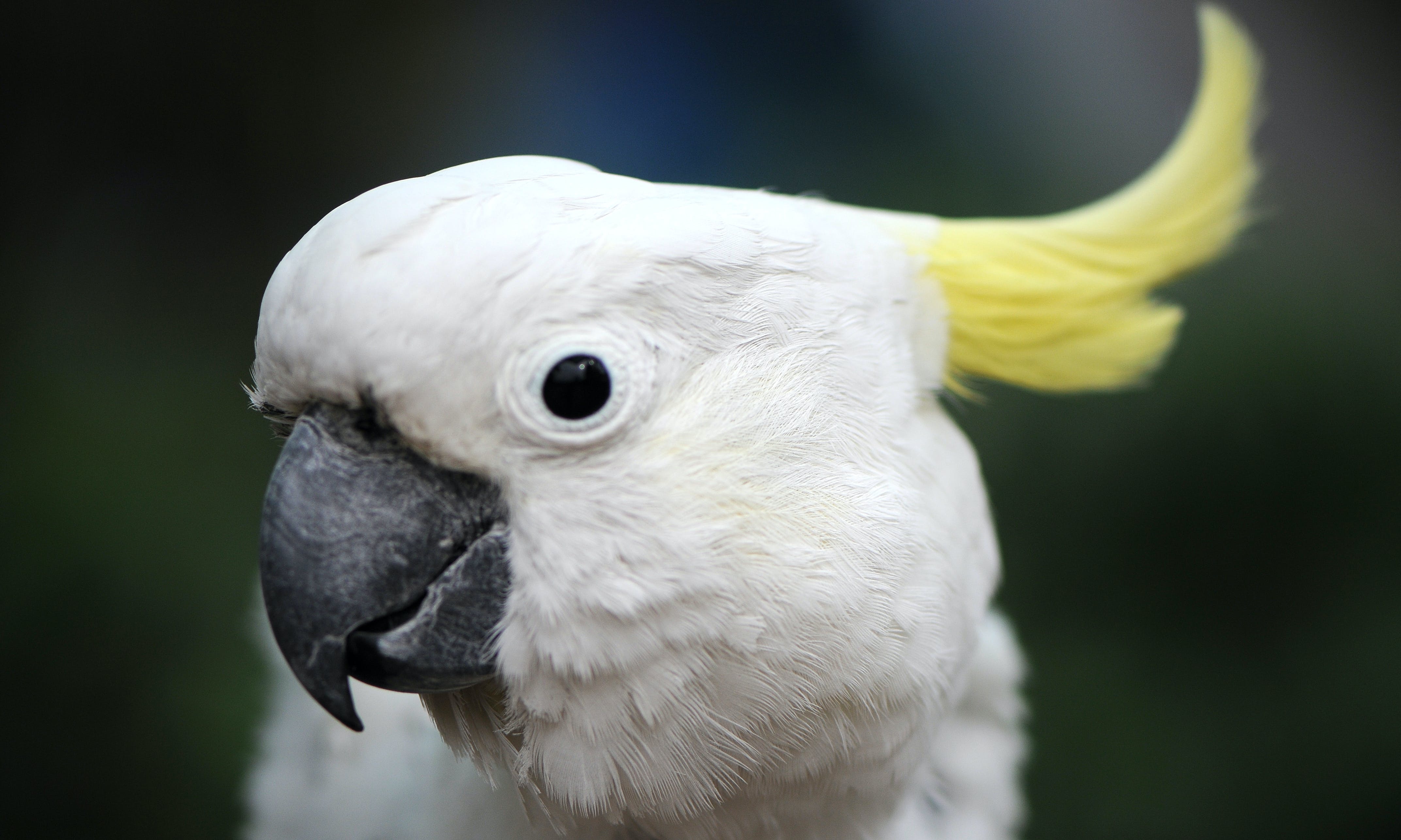 INDONESIA: What Happens to Pet Cockatoos Confiscated From Smugglers?