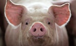 豬年新願望：防疫非洲豬瘟，讓台灣成為豬肉大國