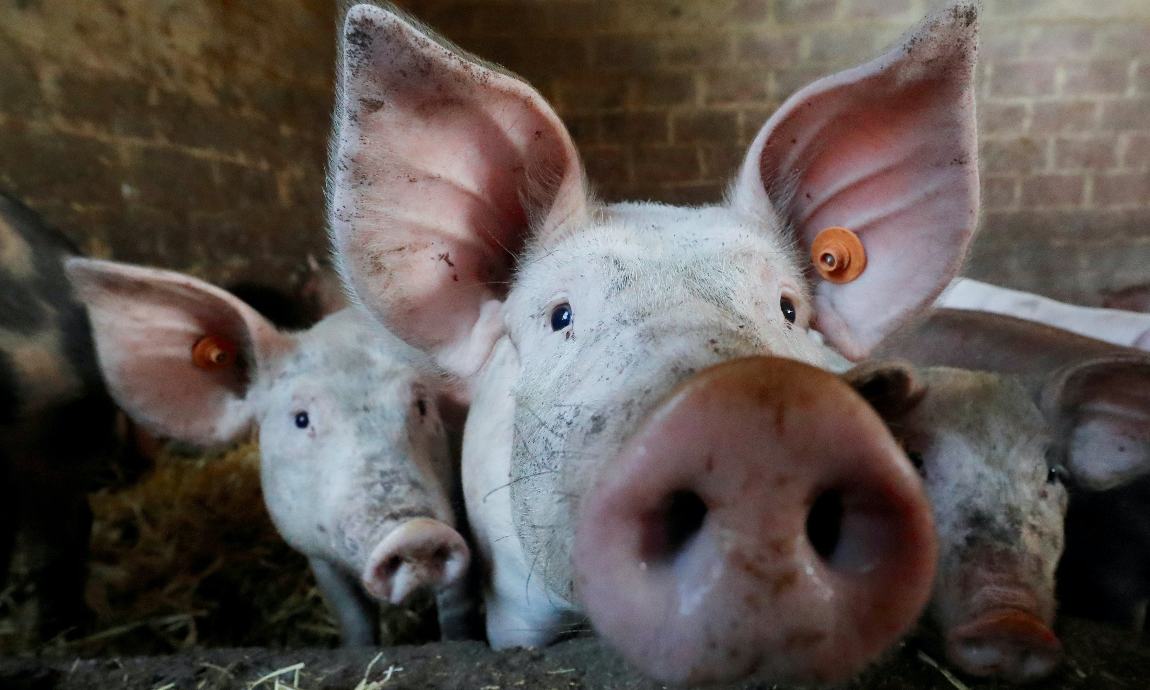 越南豬瘟疫情升溫，目前已撲殺120萬頭病豬