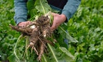 想種出美味又營養的蔬菜，最應該注意的是植物的「根」
