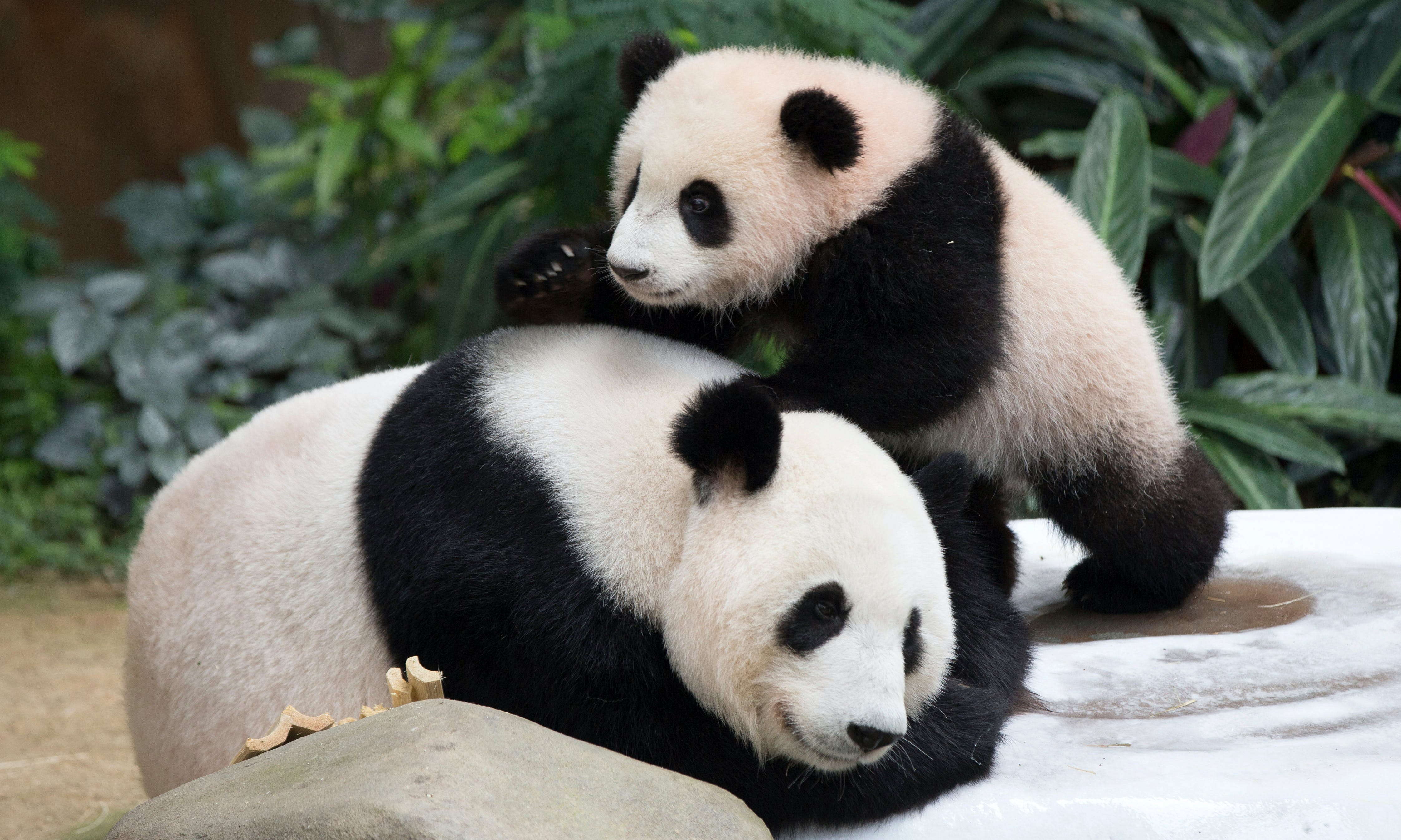 熊貓外交碰壁？馬來西亞稱「飼養太燒錢」擬將大熊貓歸還中國