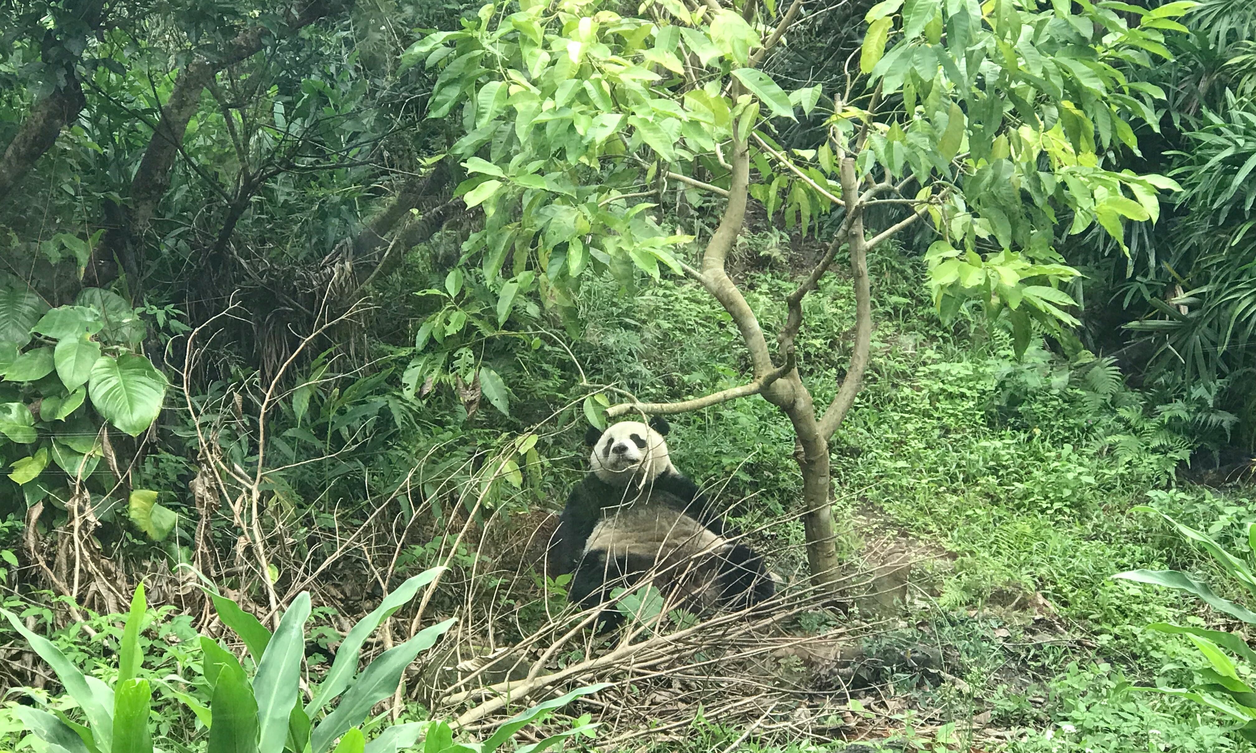 熊貓