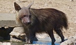 《獅子王》裡的壞蛋、非洲動物界的關鍵物種：斑點鬣狗