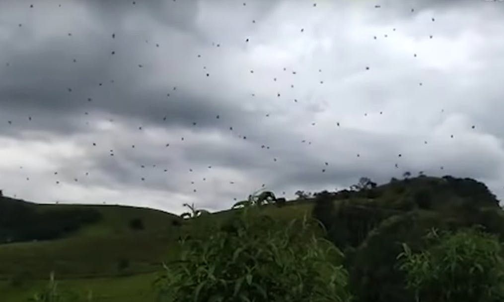 巴西數千黑蜘蛛織成巨網蓋天仿如下「蜘蛛雨」