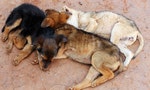 Three young street dogs huddling together and sleeping
