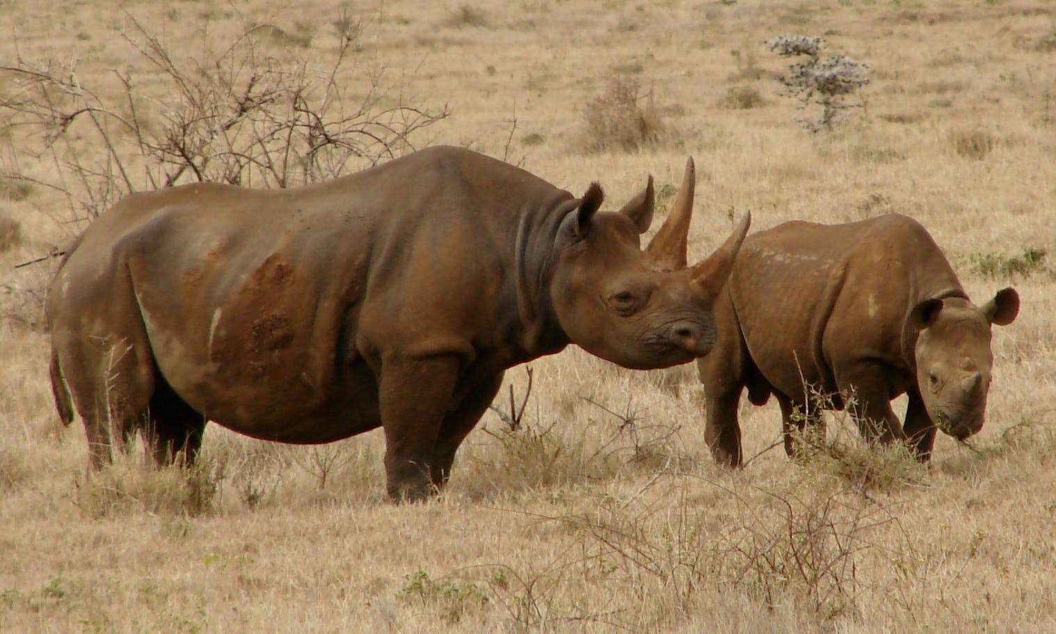 中國放寬25年禁令，津巴布韋黑犀牛將走上滅絕之路？