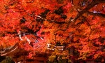 有一種紅叫做一期一會：秋天限定的旅行計畫，5個日韓絕美楓紅秘境