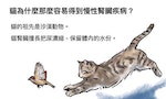 【插畫】貓為什麼很容易得到「慢性腎臟病」？