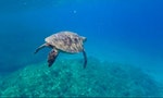 Cultural Conflict Hinders Taiwan’s Green Sea Turtle Conservation
