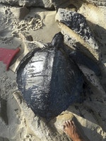 海龜被油污覆蓋巴西海洋污染