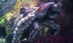 《章魚的內心世界》：我的朋友迦梨去世了，她是一隻章魚