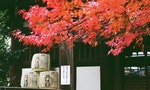 或煮大根、或拜小黃瓜：3間用「食物」祈福的京都寺廟