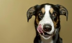 狗狗生病一定要吃處方飼料嗎？獸醫師／寵物營養師這麼說