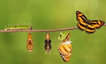 Life cycle of colour segeant butterfly ( Athyma nefte ) from caterpillar and pupa , metamorphosis , growth hanging on twig - 圖片