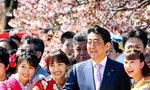 只是邀人賞個櫻花，為何逼得安倍晉三不得不向全日本道歉？