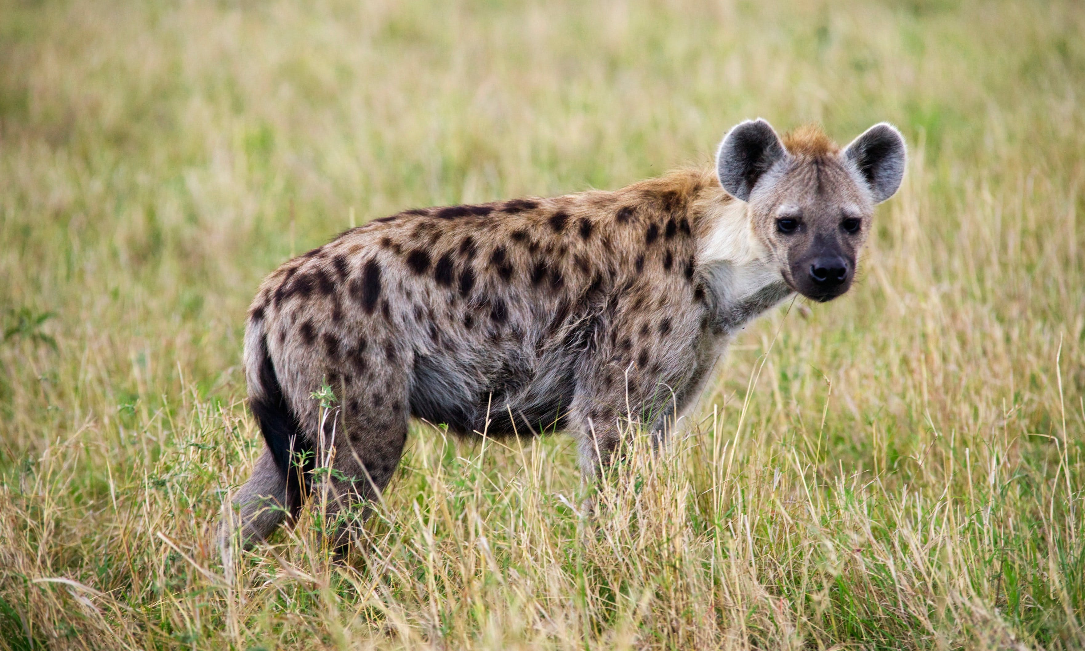 《獅子王》裡的壞蛋、非洲的關鍵物種︰斑點鬣狗