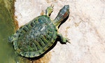 《親子玩水族》：要把烏龜養得健康長壽，別忘了帶牠去曬太陽
