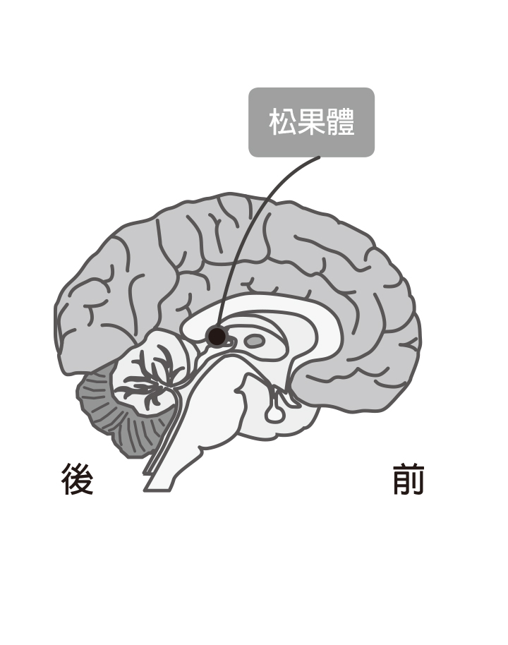 松果體的奇蹟》：松果體為何被稱為第三隻眼？為什麼半夜比較容易發生