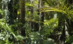 《看不見的雨林》：除了植物本身，還有經濟貿易和文化交流的故事
