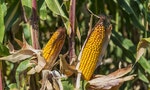 《哥倫布大交換》：美洲食物向外大遷徙，最朦朧也最攸關的就是玉米在中東的發展