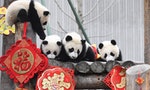 高雄宣布重慶將送一對貓熊，中國網民：諂媚台灣人