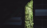 在苔蘚中看見具體而微的小小宇宙：鳳嬌催化室推出一座會自己灌溉的「智能苔牆」