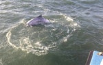 保育白海豚　海巡署加強取締非法漁業行為