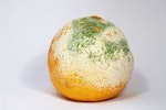 1024px-Mouldy_Clementine