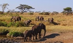 Serengeti-African-Elephants